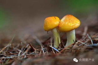 食用菌再度惊艳医学界 蕴藏于自然中的抗癌新星，为子宫内膜癌与甲状腺疾病患者点亮希望