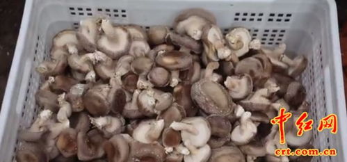 小小食用菌 致富大产业
