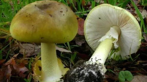 酷似食用菌但千万别吃 澳大利亚人须警惕致命“死帽菇”