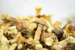 高端食用菌食材大全