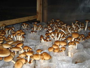 食用菌基地多种菇类产品诚邀代理、代销机构