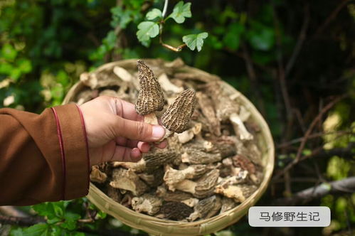 食用菌的十二大药用价值