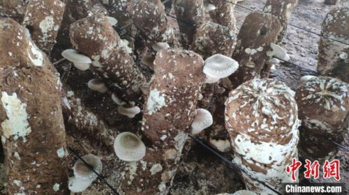 贵州六盘水 食用菌撑起脱贫 小金伞 拓宽增收致富路