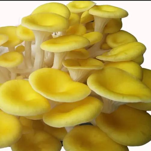 河南华升食用菌科技 全省最大食用菌科研,制种基地 河南华升