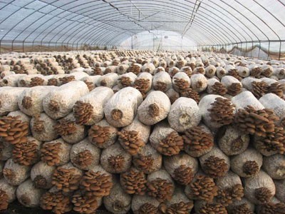 临汾建造温室大棚食用菌大棚建设供应