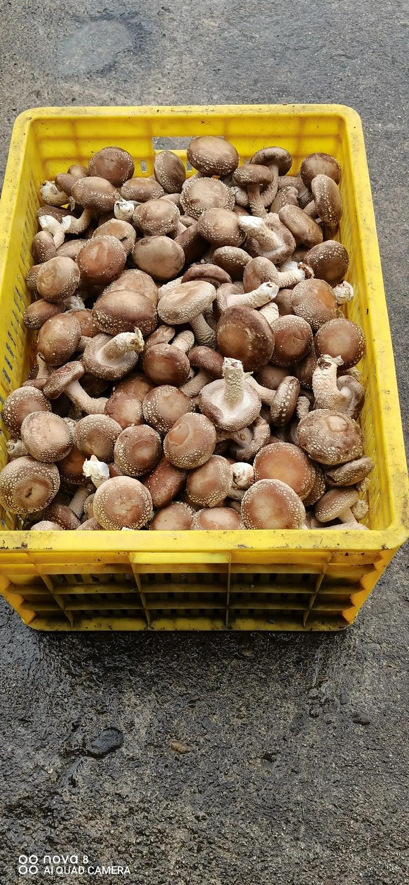 营养价值最高的十大菌菇排名 #食用菌产业 #健康绿色食品 - 抖音