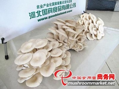 全国食用菌新产品新技术暨产销对接大会在石家庄举办_产业资讯_食用菌新闻_中国食用菌商务网