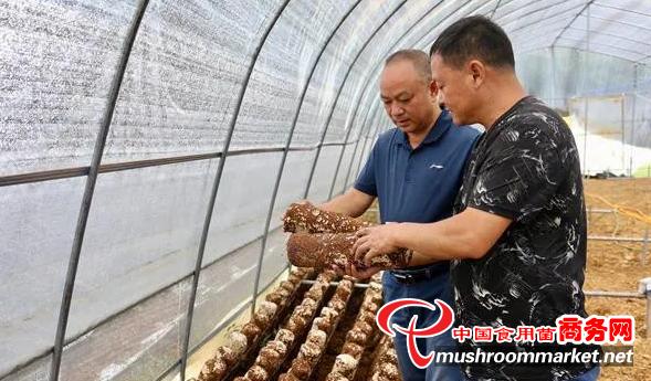 贵州:白云区金相源食用菌工厂化生产基地项目一期正式建成投产