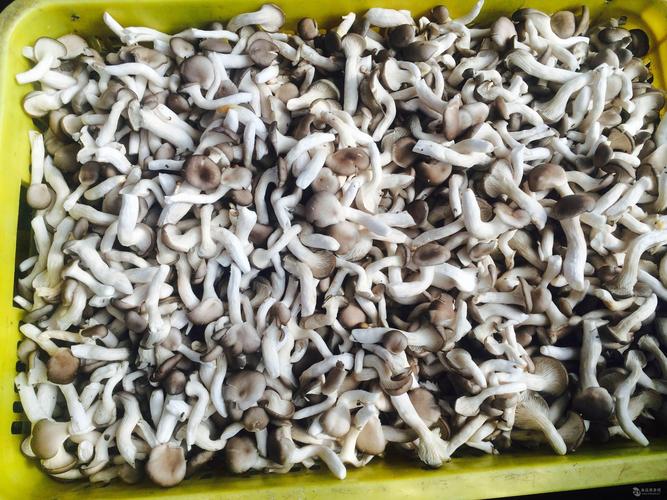 正定盐渍食用菌 历史文化古城中的绿色产业明珠